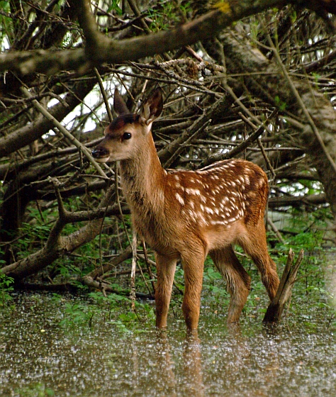 PASSIONE PER IL CERVO